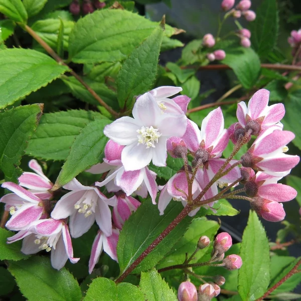 Deutzia 'Yuki Cherry Blossom' - Gyöngyvirágcserje
