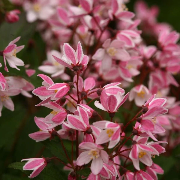 Deutzia 'Yuki Cherry Blossom' - Gyöngyvirágcserje