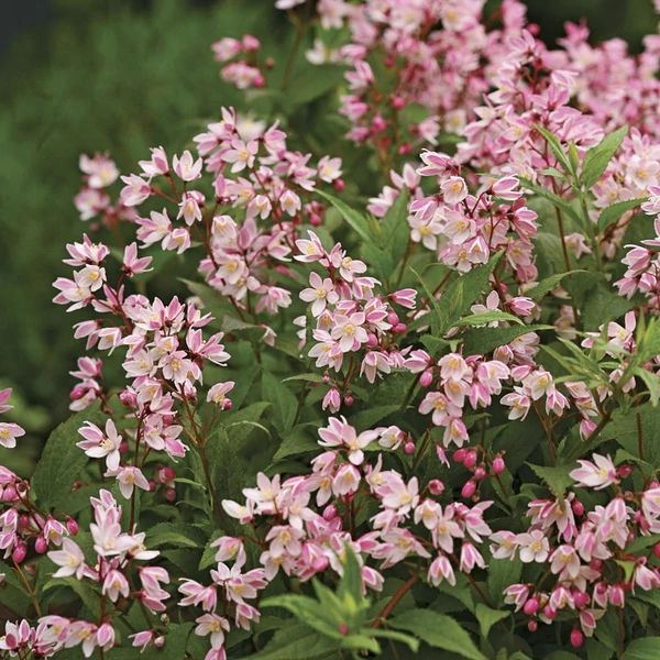 Deutzia 'Yuki Cherry Blossom' - Gyöngyvirágcserje