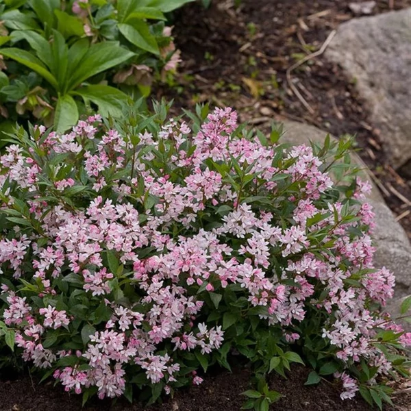 Deutzia 'Yuki Cherry Blossom' - Gyöngyvirágcserje