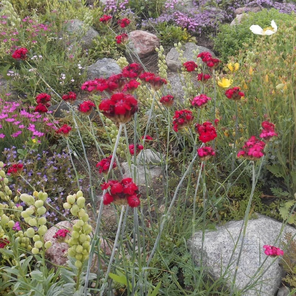 Dianthus cruentus – Vérszínű szegfű