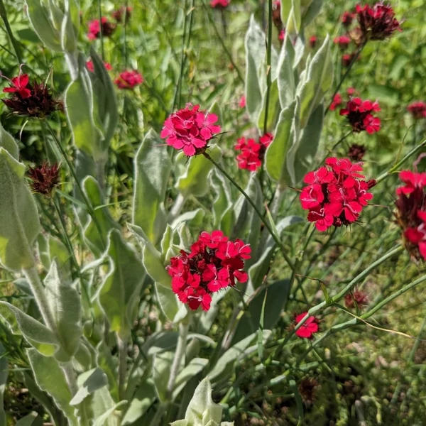 Dianthus cruentus – Vérszínű szegfű
