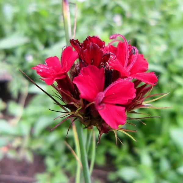 Dianthus cruentus – Vérszínű szegfű
