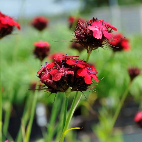 Dianthus cruentus – Vérszínű szegfű