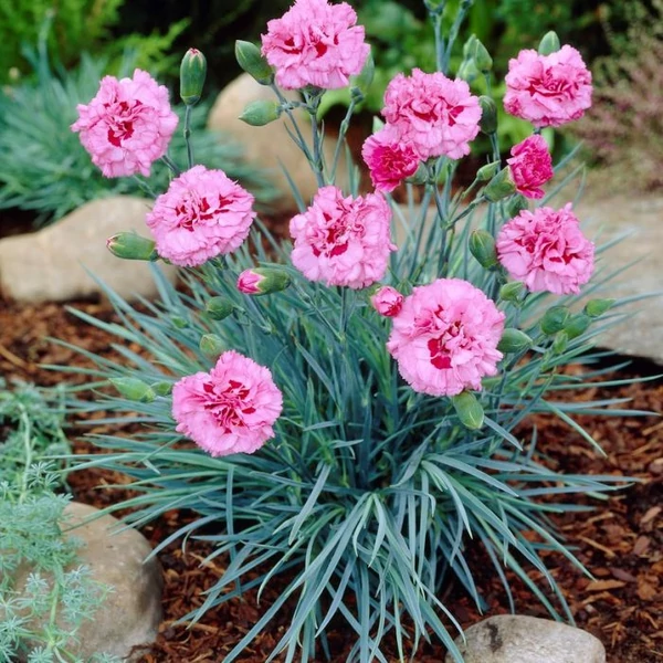 Dianthus plumarius 'Double Rose' – Tollas szegfű