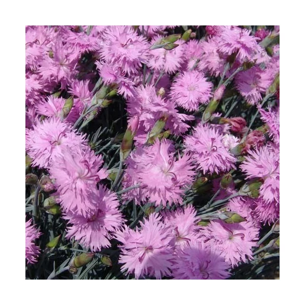 Dianthus plumarius 'Double Rose' – Tollas szegfű