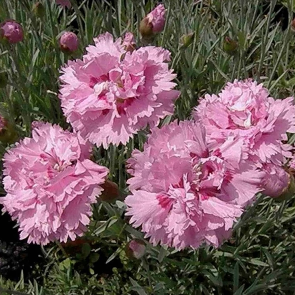 Dianthus plumarius 'Double Rose' – Tollas szegfű