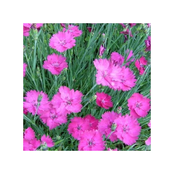 Dianthus gratianopolitanus 'Amarant' - Pünkösdi szegfű