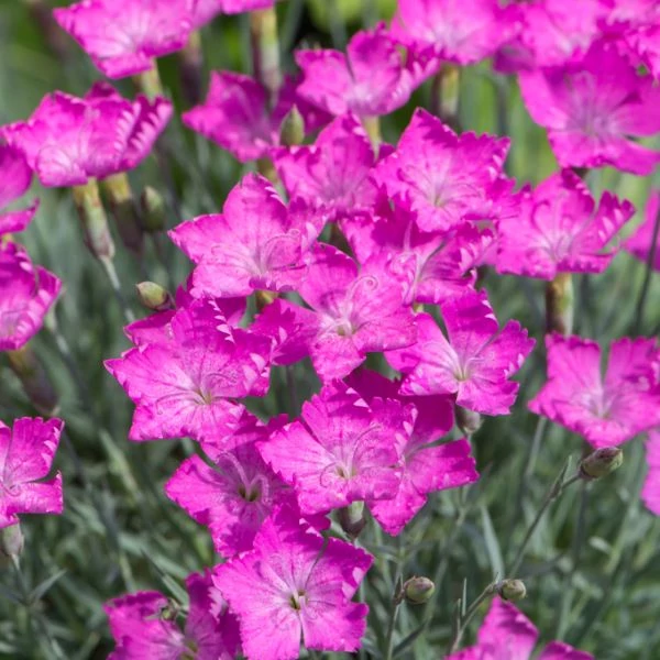 Dianthus gratianopolitanus 'Amarant' - Pünkösdi szegfű