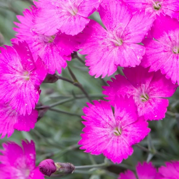 Dianthus gratianopolitanus 'Amarant' - Pünkösdi szegfű