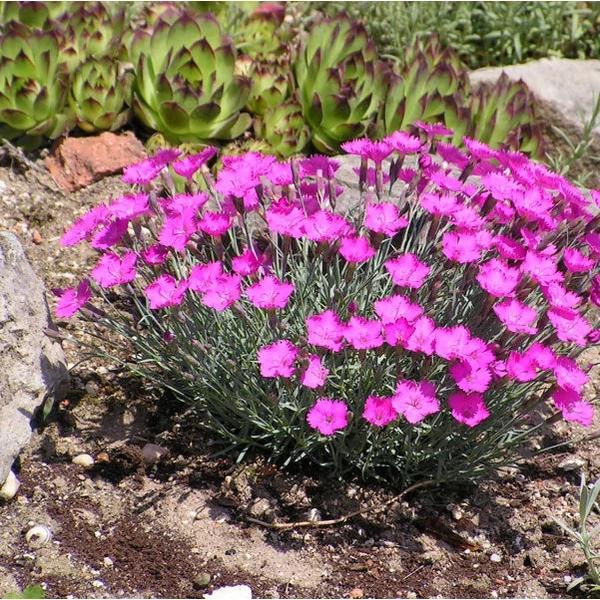 Dianthus gratianopolitanus 'Amarant' - Pünkösdi szegfű