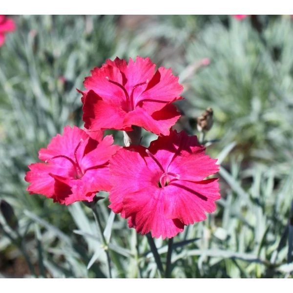 Dianthus gratianopolitanus 'Badenia' - Pünkösdi szegfű