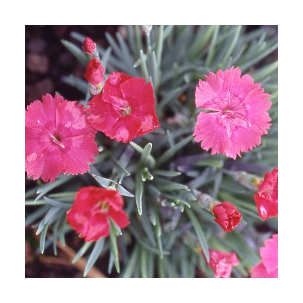 Dianthus gratianopolitanus 'Badenia' - Pünkösdi szegfű