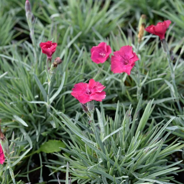 Dianthus gratianopolitanus 'Badenia' - Pünkösdi szegfű