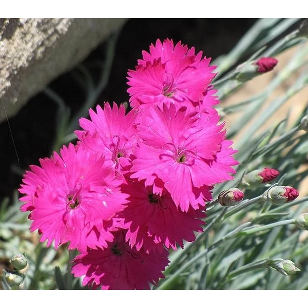Dianthus gratianopolitanus 'Badenia' - Pünkösdi szegfű