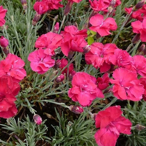 Dianthus gratianopolitanus 'Bombardier' - Pünkösdi szegfű