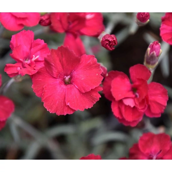 Dianthus gratianopolitanus 'Bombardier' - Pünkösdi szegfű