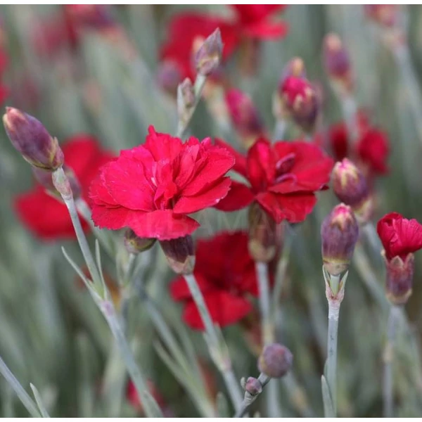 Dianthus gratianopolitanus 'Bombardier' - Pünkösdi szegfű