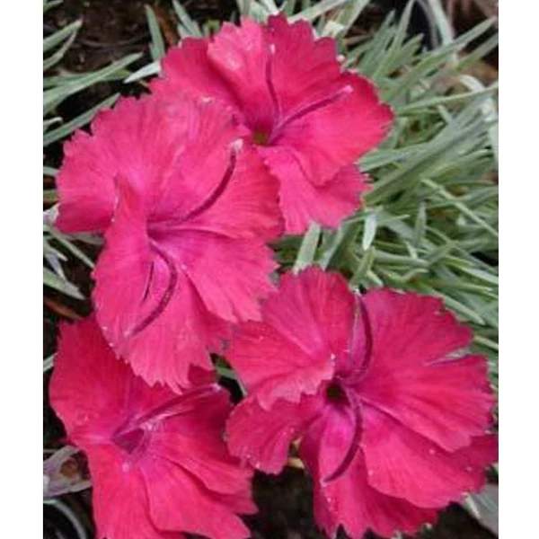 Dianthus gratianopolitanus 'Bombardier' - Pünkösdi szegfű