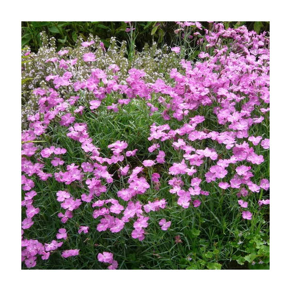 Dianthus gratianopolitanus 'Eydangeri' - Pünkösdi szegfű