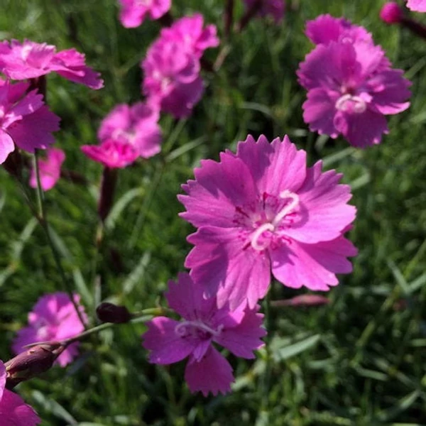 Dianthus gratianopolitanus 'Eydangeri' - Pünkösdi szegfű