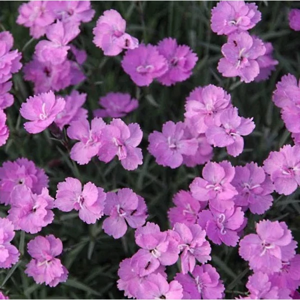 Dianthus gratianopolitanus 'Eydangeri' - Pünkösdi szegfű