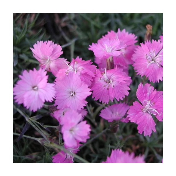 Dianthus gratianopolitanus 'Eydangeri' - Pünkösdi szegfű