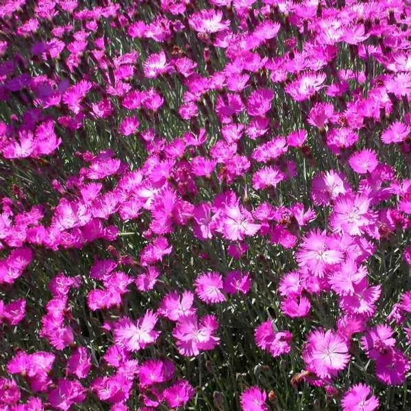 Dianthus gratianopolitanus 'Feuerhexe' - Pünkösdi szegfű