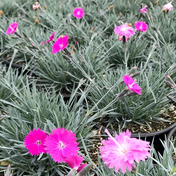 Dianthus gratianopolitanus 'Feuerhexe' - Pünkösdi szegfű