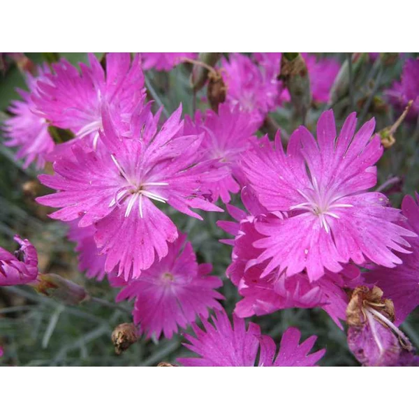 Dianthus gratianopolitanus 'Feuerhexe' - Pünkösdi szegfű