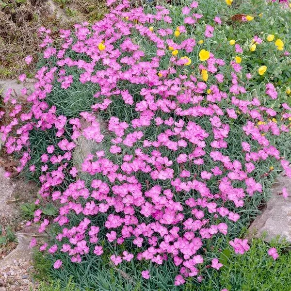 Dianthus gratianopolitanus 'Pink Jewel' - Pünkösdi szegfű