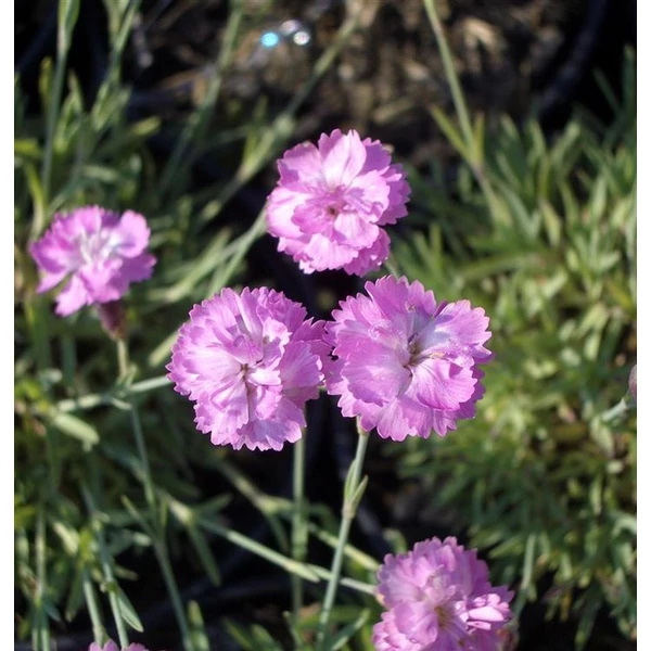 Dianthus gratianopolitanus 'Pink Jewel' - Pünkösdi szegfű