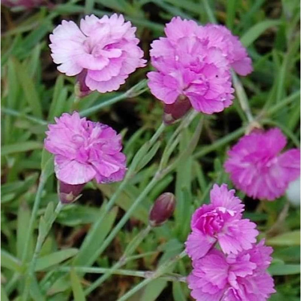 Dianthus gratianopolitanus 'Pink Jewel' - Pünkösdi szegfű