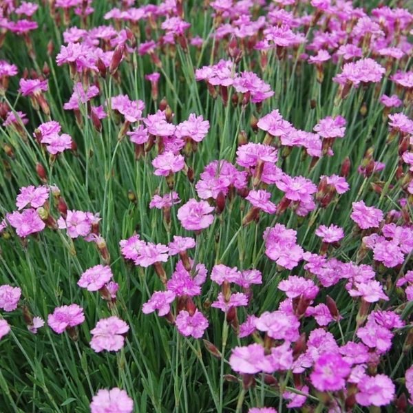 Dianthus gratianopolitanus 'Pink Jewel' - Pünkösdi szegfű
