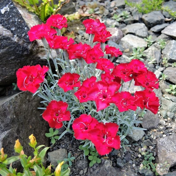 Dianthus gratianopolitanus 'Rubin' - Pünkösdi szegfű