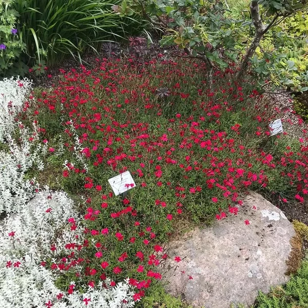 Dianthus gratianopolitanus 'Rubin' - Pünkösdi szegfű