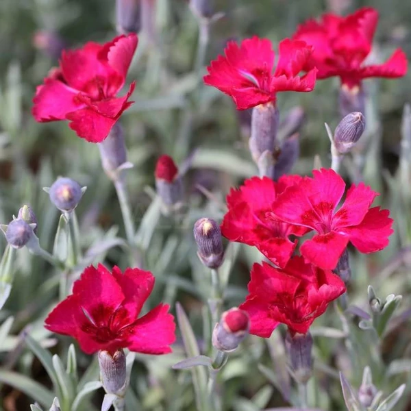 Dianthus gratianopolitanus 'Rubin' - Pünkösdi szegfű