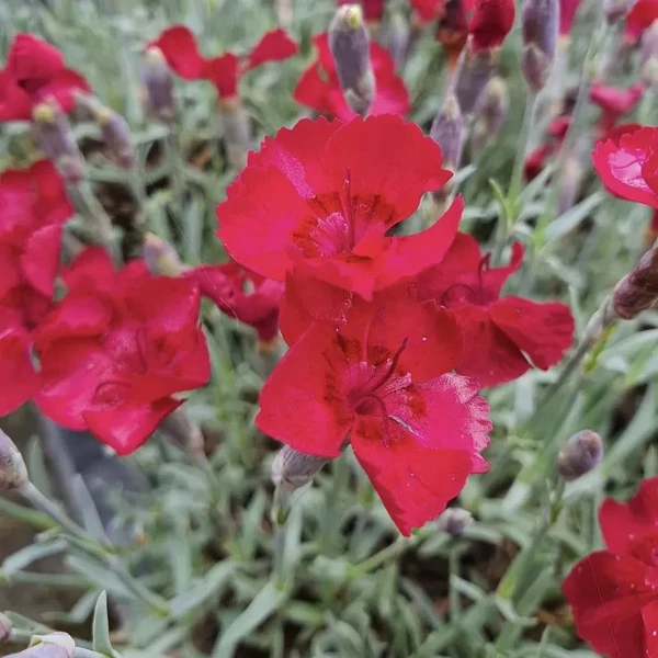 Dianthus gratianopolitanus 'Rubin' - Pünkösdi szegfű