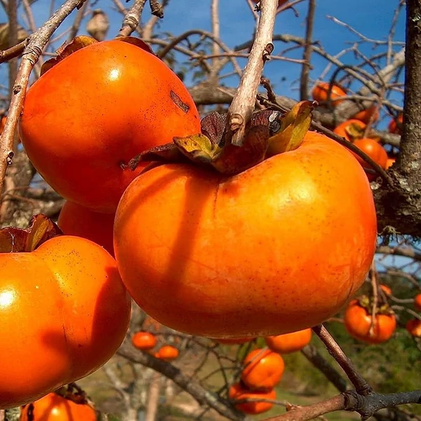 Diospyros kaki 'Rojo / Rosso Brillante' - Datolyaszilva