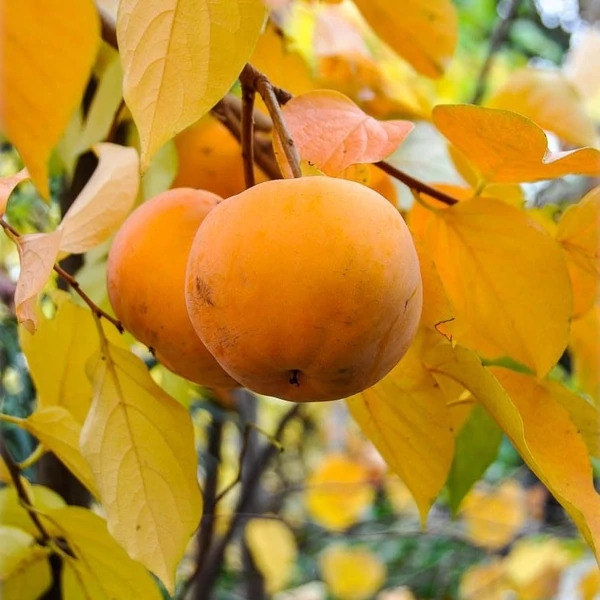 Diospyros kaki 'Rojo / Rosso Brillante' - Datolyaszilva