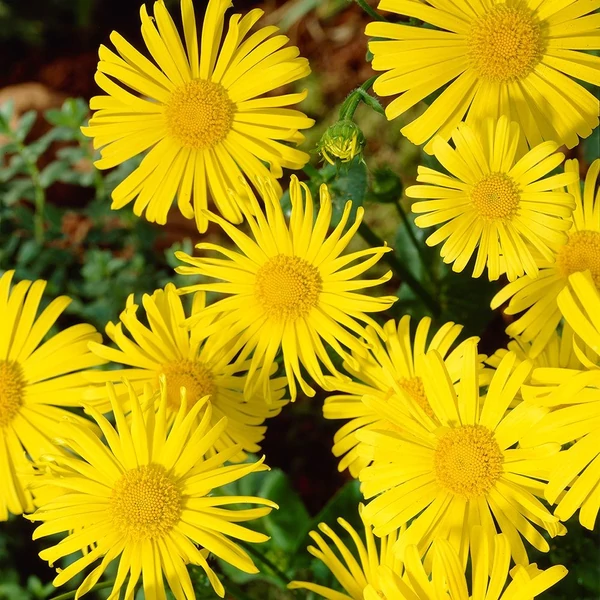 Doronicum orientale 'Leonardo Compact' - Kaukázusi zergevirág