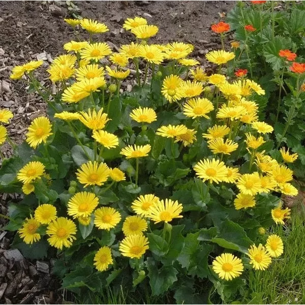 Doronicum orientale 'Leonardo Compact' - Kaukázusi zergevirág