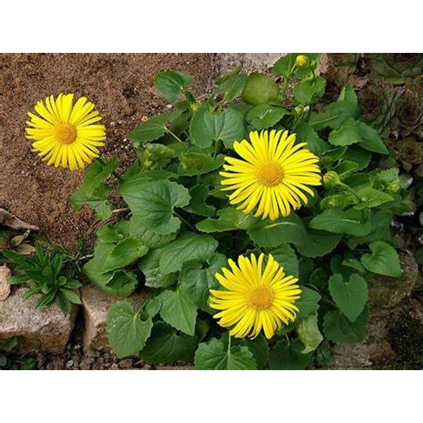 Doronicum orientale 'Leonardo Compact' - Kaukázusi zergevirág