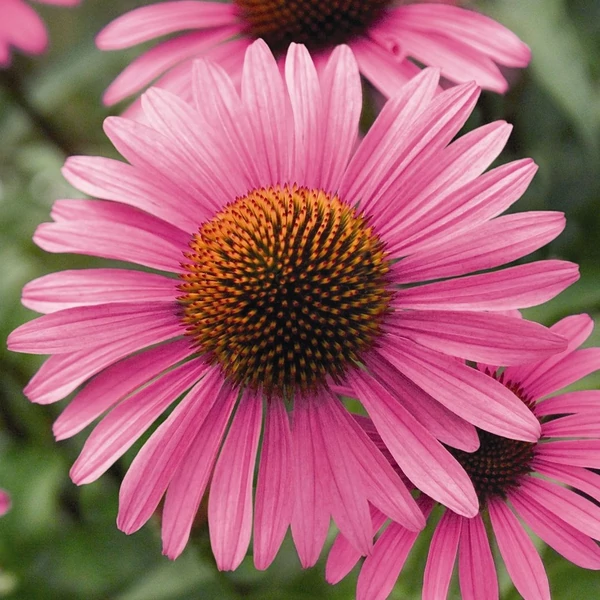 Echinacea purpurea 'Primadonna Deep Rose' – Bíbor kasvirág