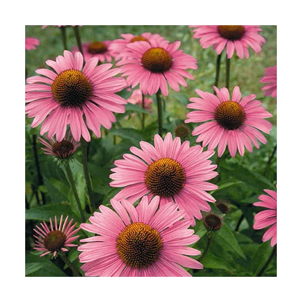 Echinacea purpurea 'Primadonna Deep Rose' – Bíbor kasvirág