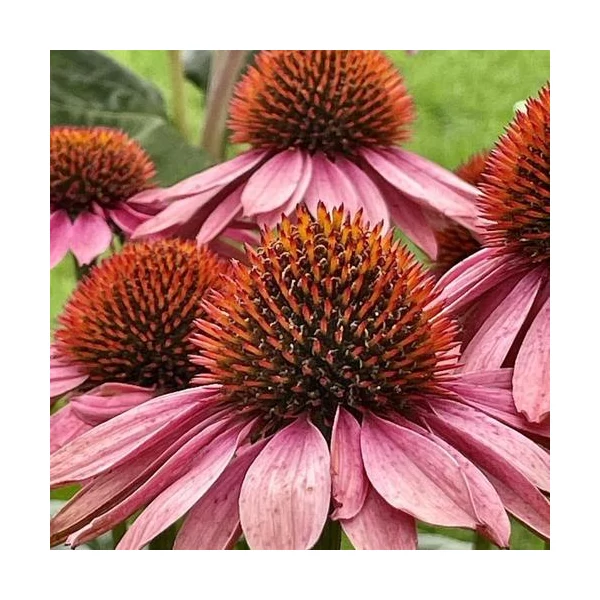 Echinacea purpurea 'Primadonna Deep Rose' – Bíbor kasvirág
