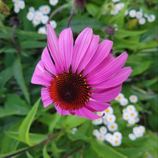 Echinacea purpurea 'Primadonna Deep Rose' – Bíbor kasvirág