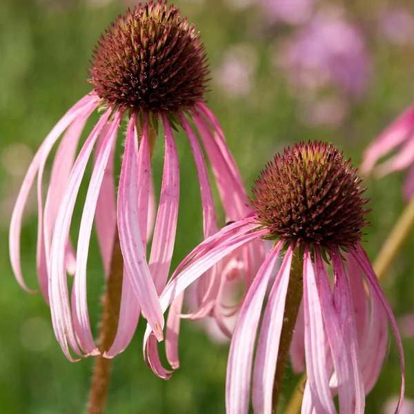 Echinacea pallida - Halvány kasvirág