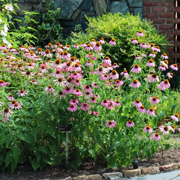 Echinacea pallida - Halvány kasvirág