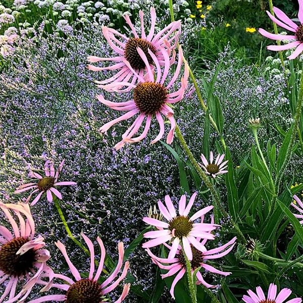 Echinacea pallida - Halvány kasvirág